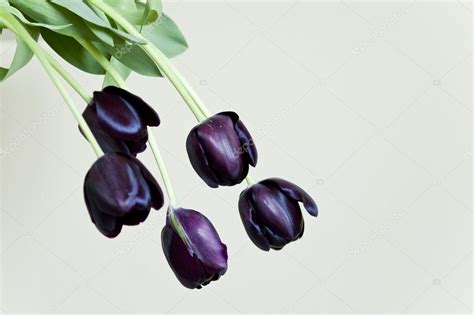 Bouquet of black tulips — Stock Photo © goaplanet #9603023