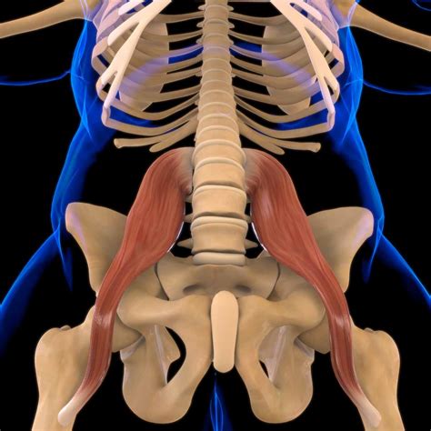 A tale of trauma and the psoas - Leila Stuart Yoga Therapy