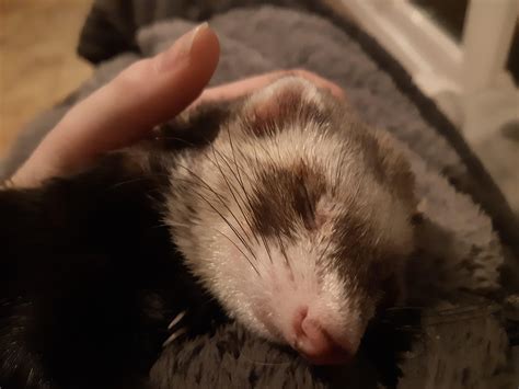 Sleeping ferret : r/PetsareAmazing