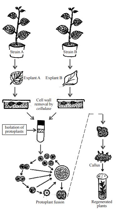 Protoplast fusion and Practical applications of protoplasmic fusion