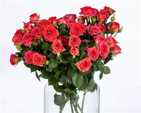 Collection - Braam RosesBraam Roses