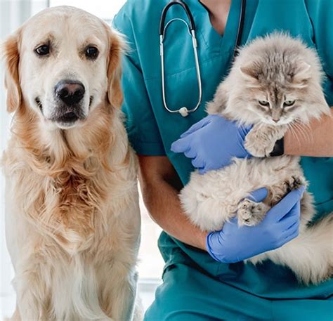 Avaliações Sobre Hospital Veterinário Cão E Gato - Unidade Jundiaí - 24 horas - Hospital Cão & Gato