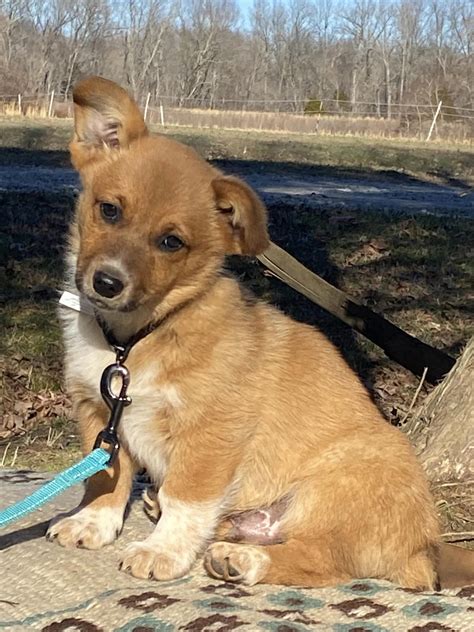 Local rescues will have more corgi puppies for adoption near me 27