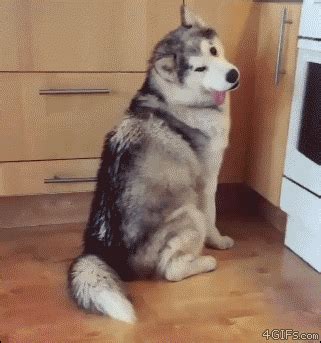 hungry dog | Tag | PrimoGIF