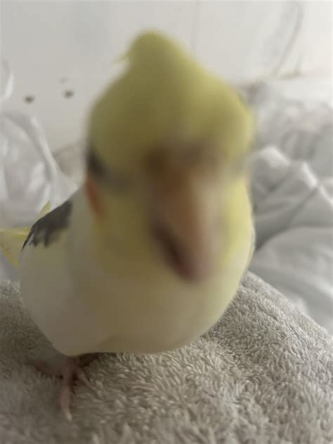 is it normal cockatiel scared at home 1