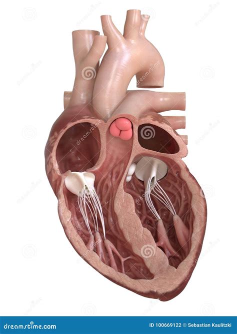 Pulmonary Valve Of The Heart Royalty-Free Stock Photography