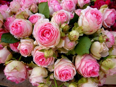 Email Wallpaper Cabbage Rose Galerie Abby Rose 4 Vintage Roses