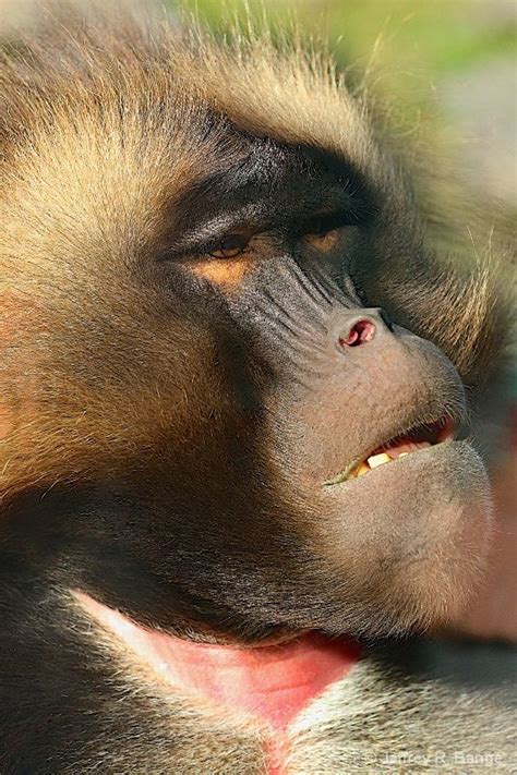 Photography Courses and Contests | Animals wild, Baboon, Primates