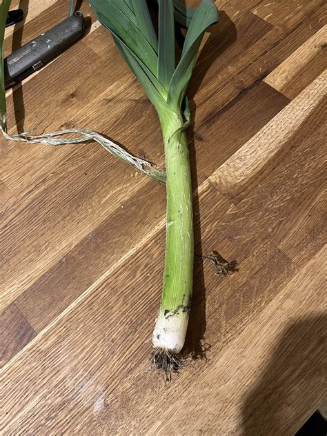 How To Make Leeks Grow Bigger