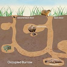 At Home with the Prairie Dog: The Story of a Keystone Species (The ...