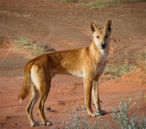 Dingo Wallpapers - Top Free Dingo Backgrounds - WallpaperAccess