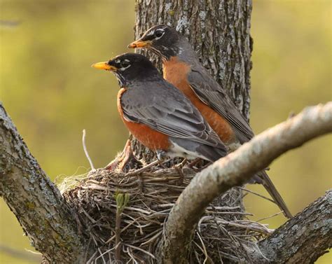 robins nest   animals