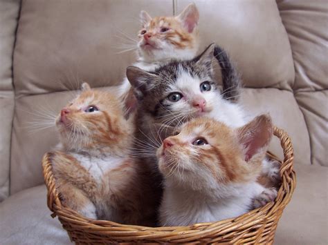 images de chats page