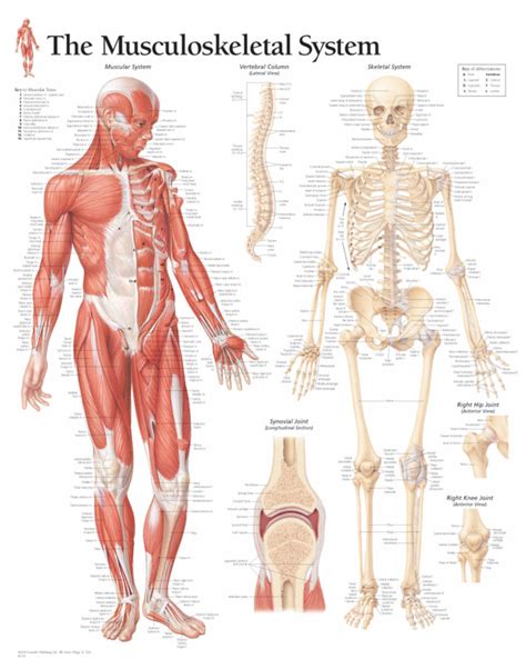 The Musculoskeletal System | Scientific Publishing