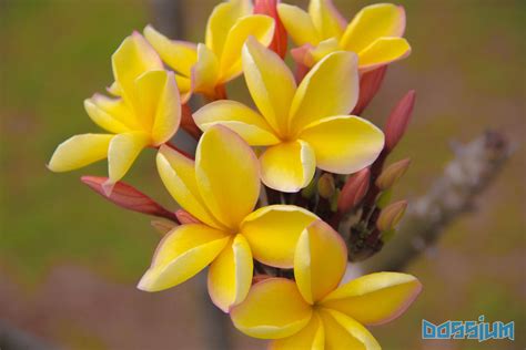 Yellow Plumeria by Dossium on DeviantArt