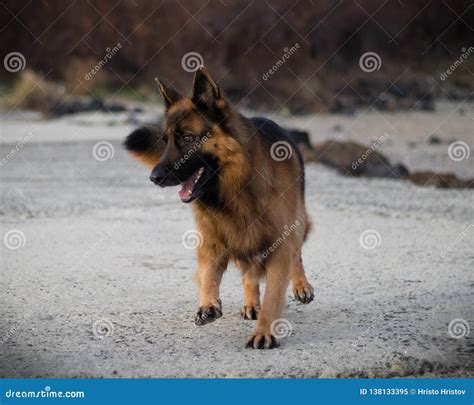 The Dog Attila Running and Enjoying His Dog Life. Stock Image - Image of little, breed: 138133395