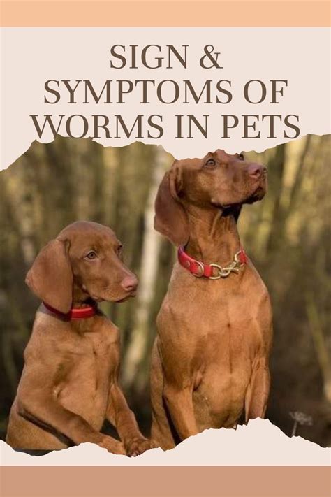 Sign and Symptoms of Worms in Pets | Best dog breeds, Pets, Canine ...