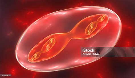 pembelahan sel mitosis  meiosis ilustrasi foto stok  gambar