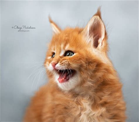 кошки / выставки cats / shows
