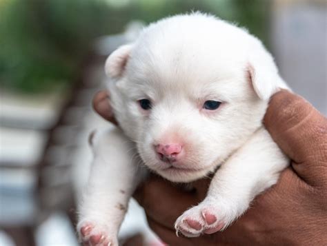 Imagens De Cachorrinho Filhote - 7
