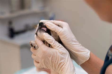 Cachorro Perde Dente De Leite - Cães também possuem dente de leite e precisam de cuidados – Portal Cães ...