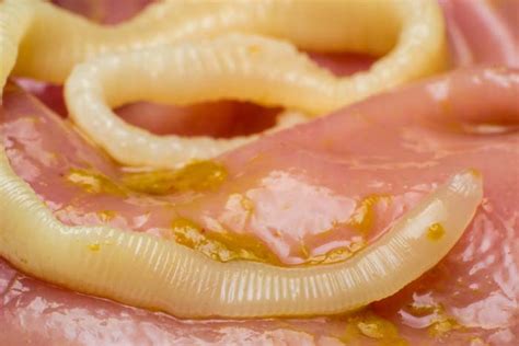 Worms in Cat Poop - With Pictures & Veterinarian Advice - Cat-World