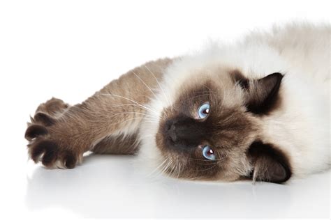 60 Sassy Siamese Cat Names (From Aryis to Vega) - HubPages