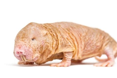 naked mole rat facts identification  misfit animals