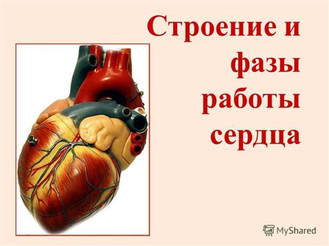 Презентация на тему: "Строение и фазы работы сердца. Виды сосудов 1 ...