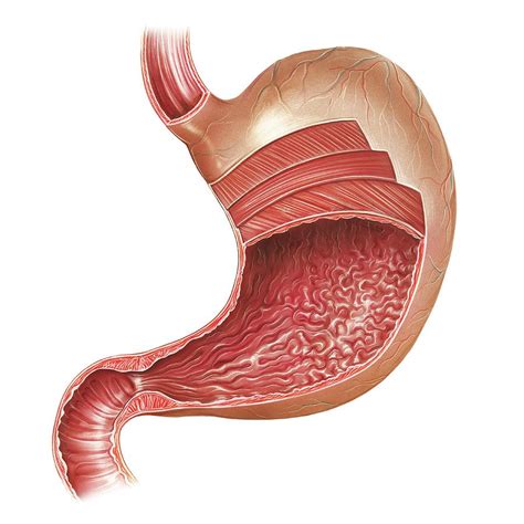 abdominal anatomy stomach anatomy photograph  asklepios medical