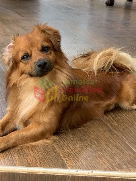 Chihuahua Pomeranian Mixed Puppies For Sale - Kingston