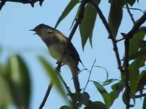 Соловей. Пение соловья, голос. Утро. Nightingale singing. Morning - YouTube
