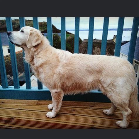 divine devon november  mutts butts