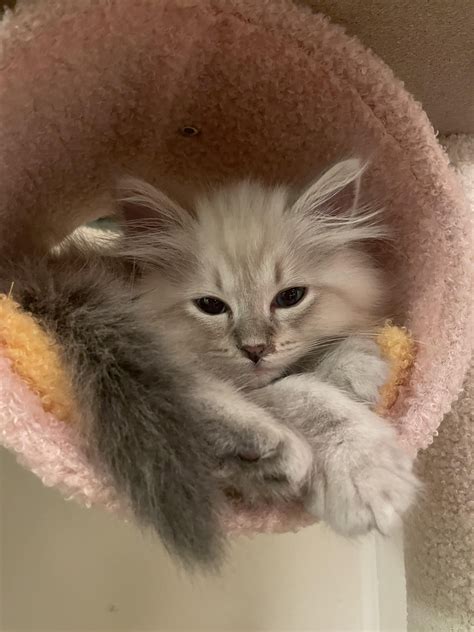 Why Is My Kitten So Stinky at Fred Mounce blog
