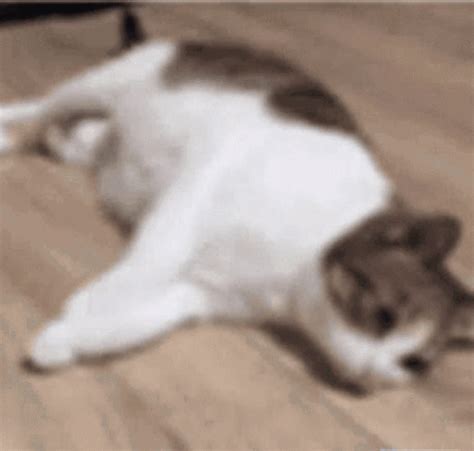 funny memes cat gif funny memes cat discover share gifs