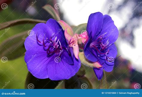 Beautiful Ornamental Flowers in the Kodaikanal Chettiar Park. Stock ...