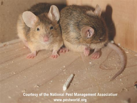 House Mice Infestation