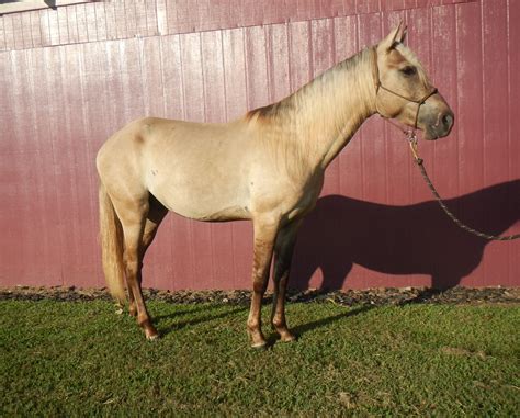 Meet The Horses — Fourth Rock Stables