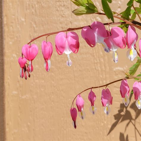 Pink Bleeding Hearts – Perennials (Shade) › Anything Grows