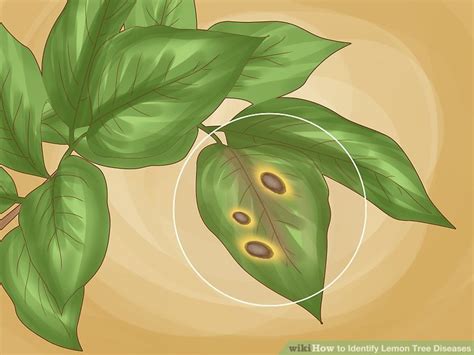 How to Identify 4 Major Lemon Tree Diseases (& What to Do)