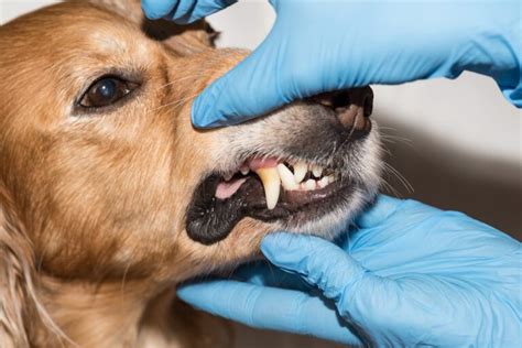 Best Dog Teeth Cleaning Near Me: Finding The Best Clinic