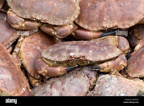 Crabs for sale at Oban Argyll Scotland Great Britain Stock Photo - Alamy