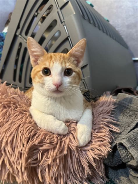 cat  adoption scooby doo  domestic short hair  crockett ca