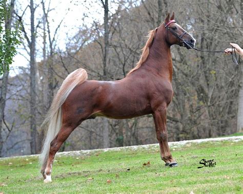 17 Best images about American Saddlebred on Pinterest | Natalie cole ...