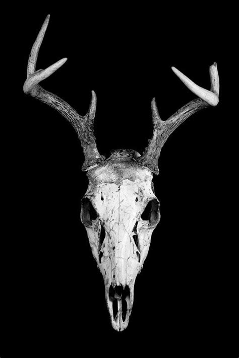 stag skull | Skull reference, Animal skulls, Animal skeletons