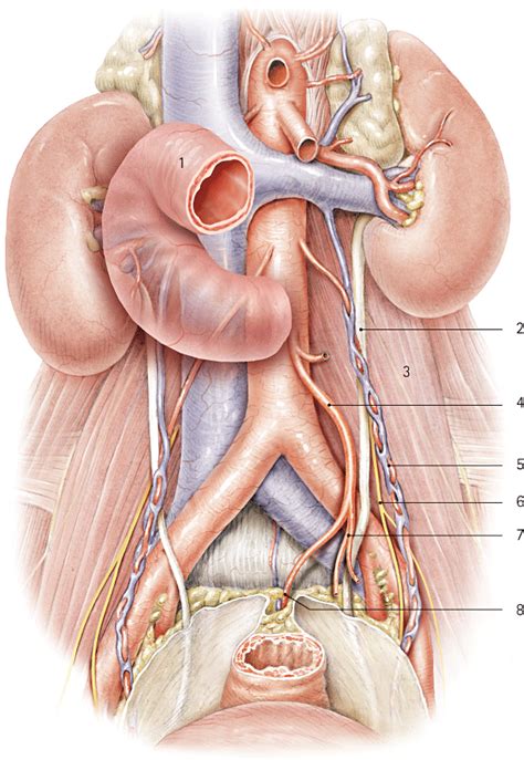 Abdominal Anatomy Female Left Side : Abdominal Pain Causes By Location ...