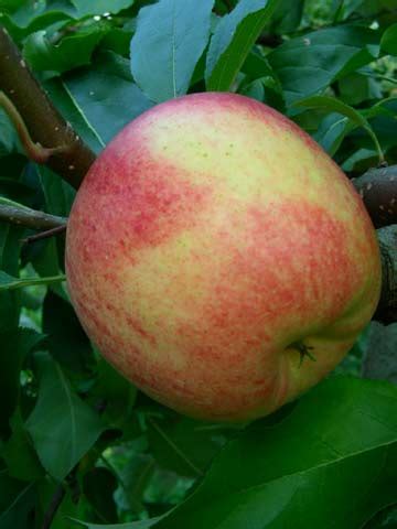 Delcorf - Kiefer Obstwelt
