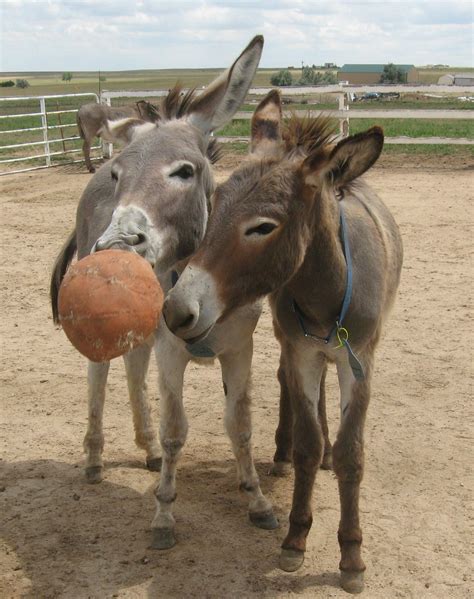 Donkey Activity Toys at Mason Hurley blog