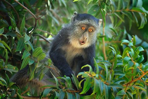 lets talk primates