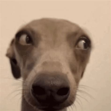 Dog Side Eye Funny Dog GIF - Dog side eye Funny dog Reaction dog ...